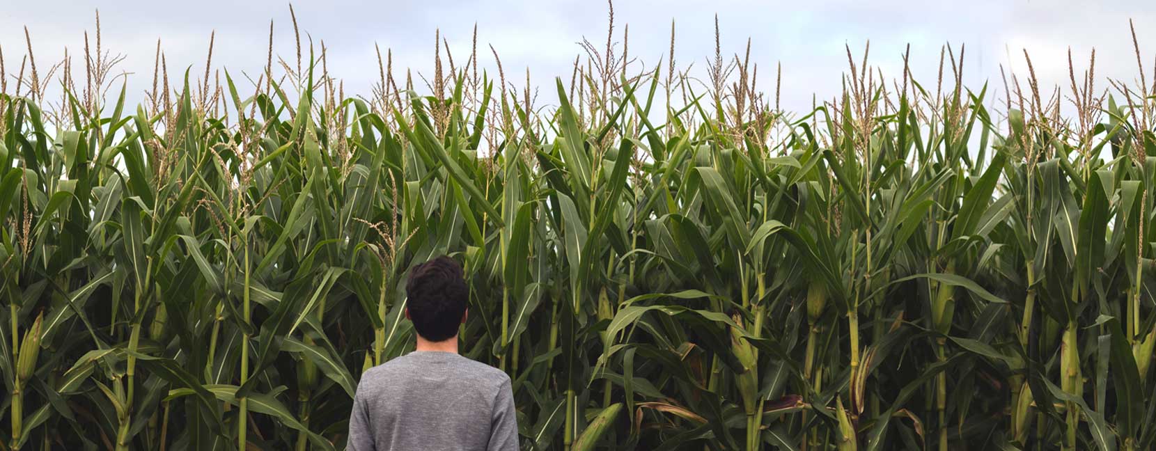 Agricultura sostenible i eficient